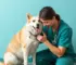 atendimento veterinário gratuito